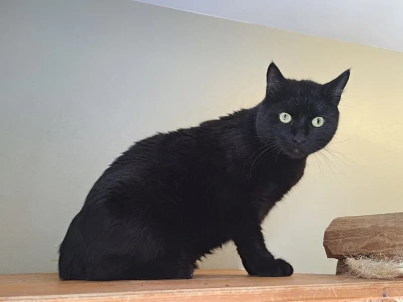 Persil, male 5yo Mixed Breed Cat for adoption at Tierheim Leipzig, Leipzig