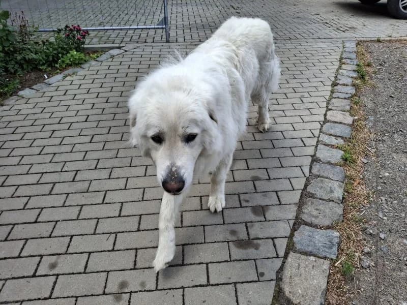 Privatvermittlung Alf, male mixed breed for adoption at Tierheim Leipzig, Leipzig