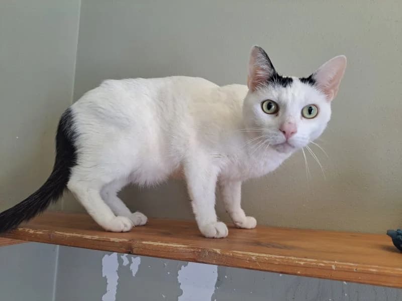Ariel, male senior Mixed Breed Cat for adoption at Tierheim Leipzig, Leipzig