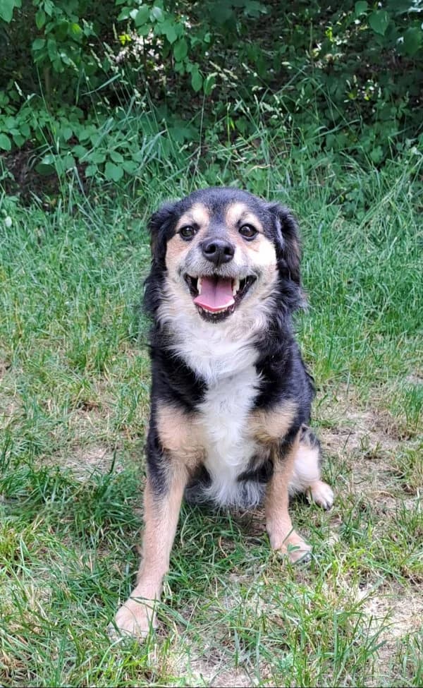 Fridolin, male 3yo Mixed Breed for adoption at Tierheim Leipzig, Leipzig