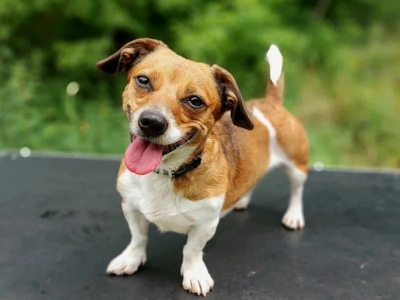 Linda, female 4yo Jack Russell Terrier for adoption at Tierheim Leipzig, Leipzig
