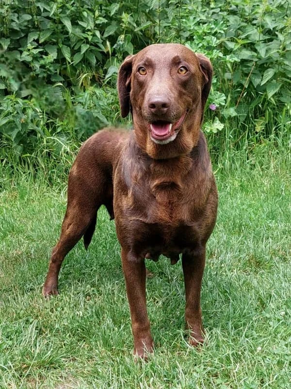 Bonita, female 6yo Labrador Retriever for adoption at Tierheim Leipzig, Leipzig