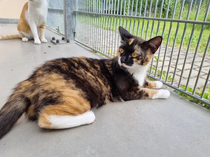 Tessa, female young Mixed Breed Cat for adoption at Tierheim Leipzig, Leipzig