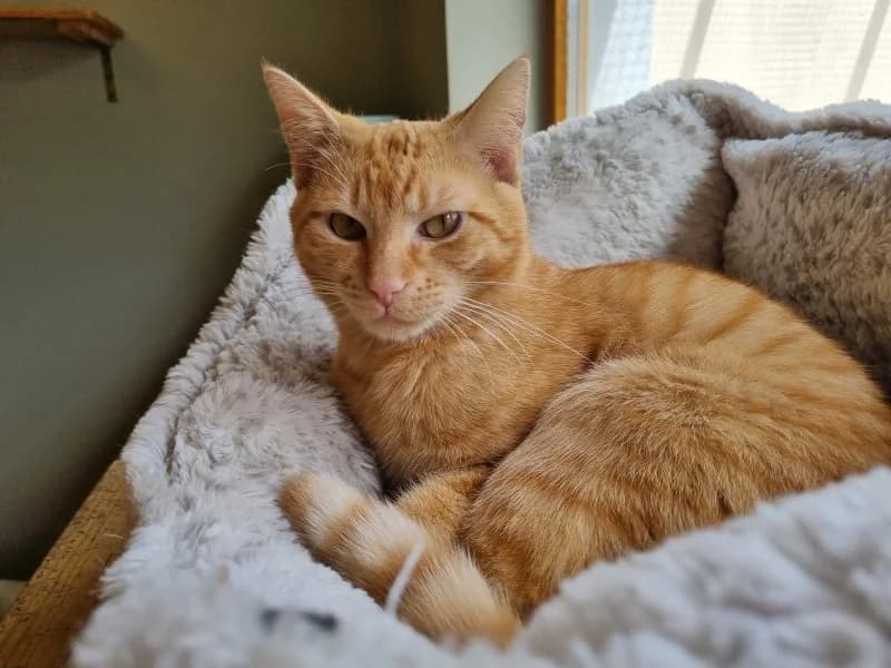 Bob-Elliot, male young Mixed Breed Cat for adoption at Tierheim Leipzig, Leipzig