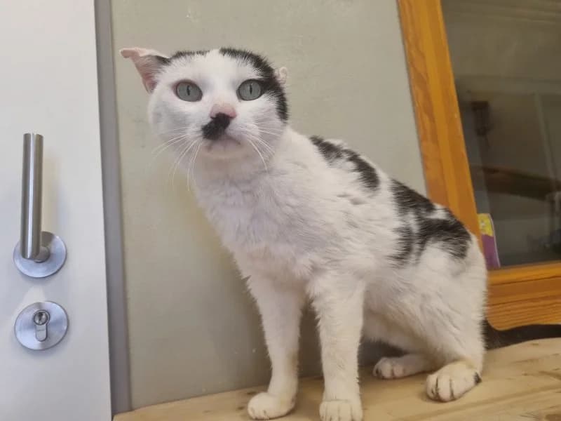 Morlock, male senior Mixed Breed Cat for adoption at Tierheim Leipzig, Leipzig