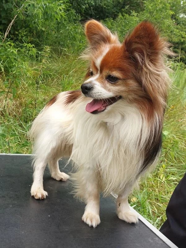 Antoine, male senior Papillon for adoption at Tierheim Leipzig, Leipzig