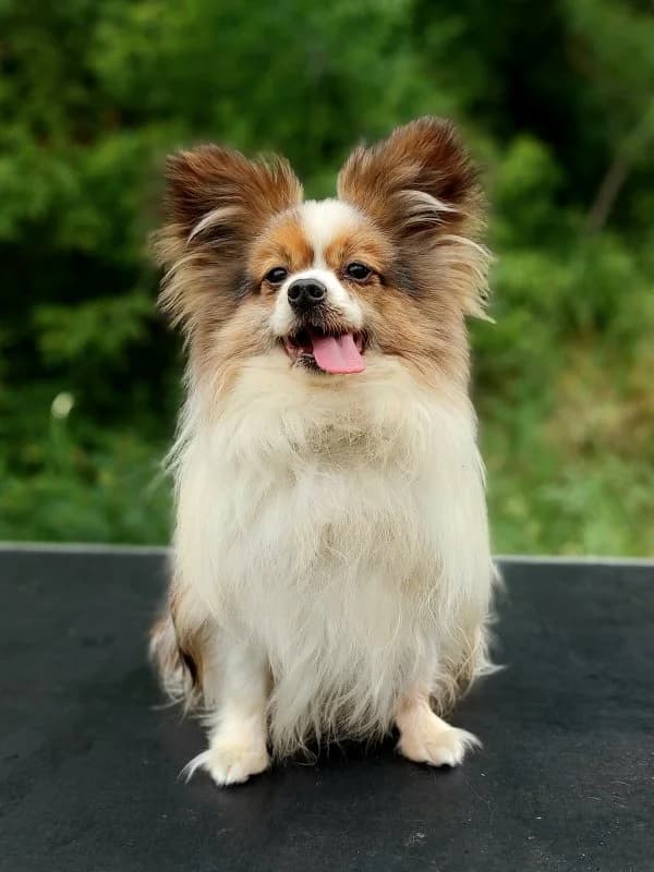 Philippe, male puppy Papillon for adoption at Tierheim Leipzig, Leipzig