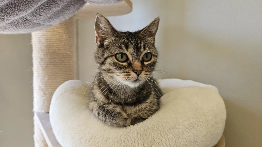 Strawberry, female 4yo Mixed Breed Cat for adoption at Tierheim Leipzig, Leipzig