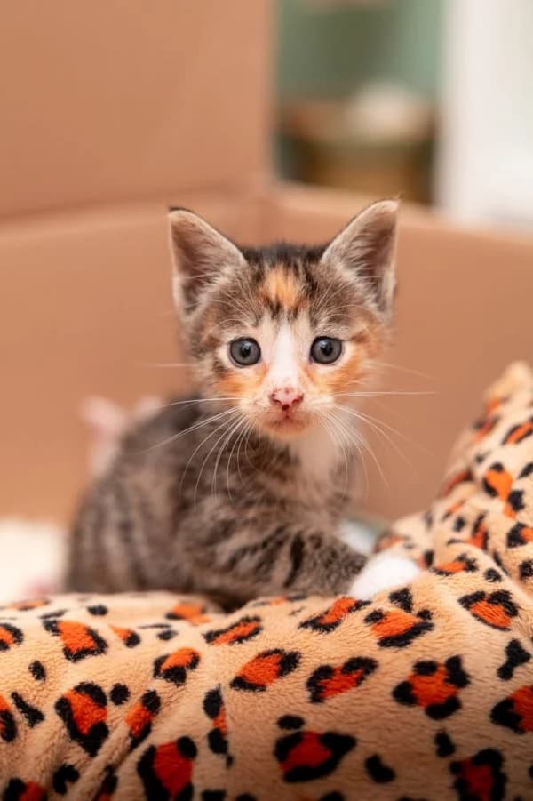 Kitten auf Pflegestelle, female puppy Mixed Breed Cat for adoption at Tierheim Leipzig, Leipzig