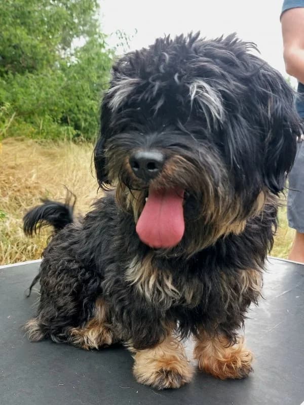Blacky, male 4yo Mixed Breed for adoption at Tierheim Leipzig, Leipzig
