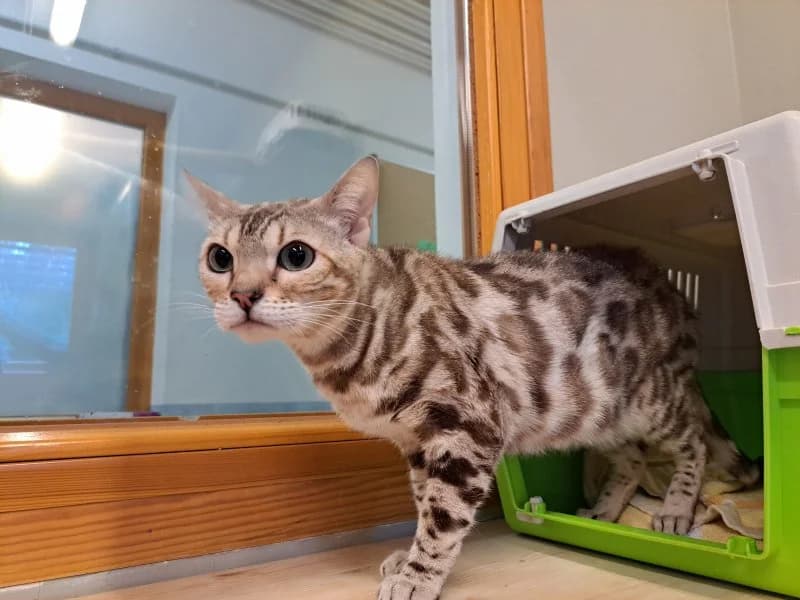 Gloria, female Bengal for adoption at Tierheim Leipzig, Leipzig