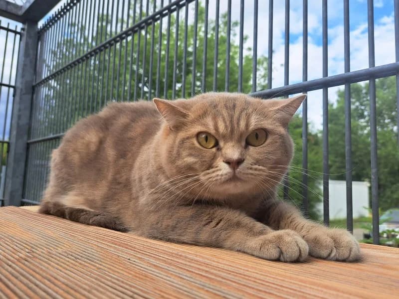 Lorna, female British Shorthair for adoption at Tierheim Leipzig, Leipzig