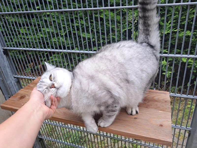 Shore, male British Shorthair for adoption at Tierheim Leipzig, Leipzig