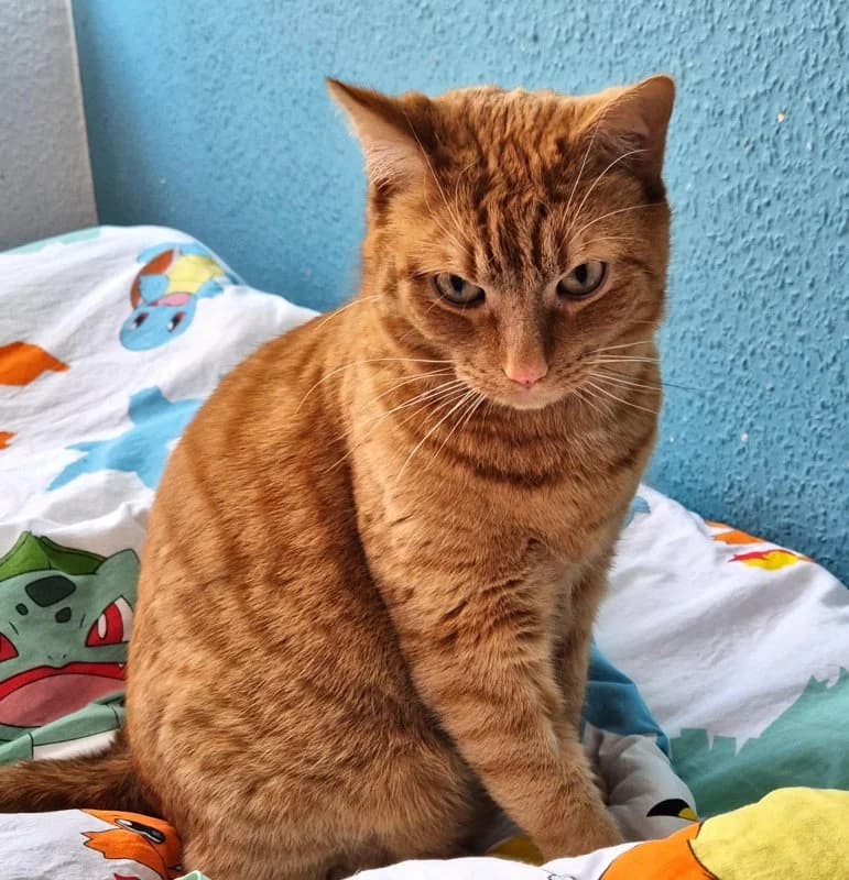Privatvermittlung Kater Simba, male Mixed Breed Cat for adoption at Tierheim Leipzig, Leipzig