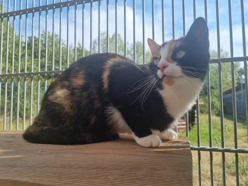 Eugenia, female young Mixed Breed Cat for adoption at Tierheim Leipzig, Leipzig
