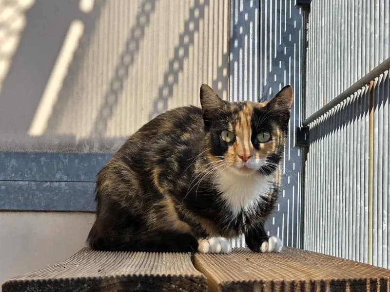Mazola, female 3yo Mixed Breed Cat for adoption at Tierheim Leipzig, Leipzig