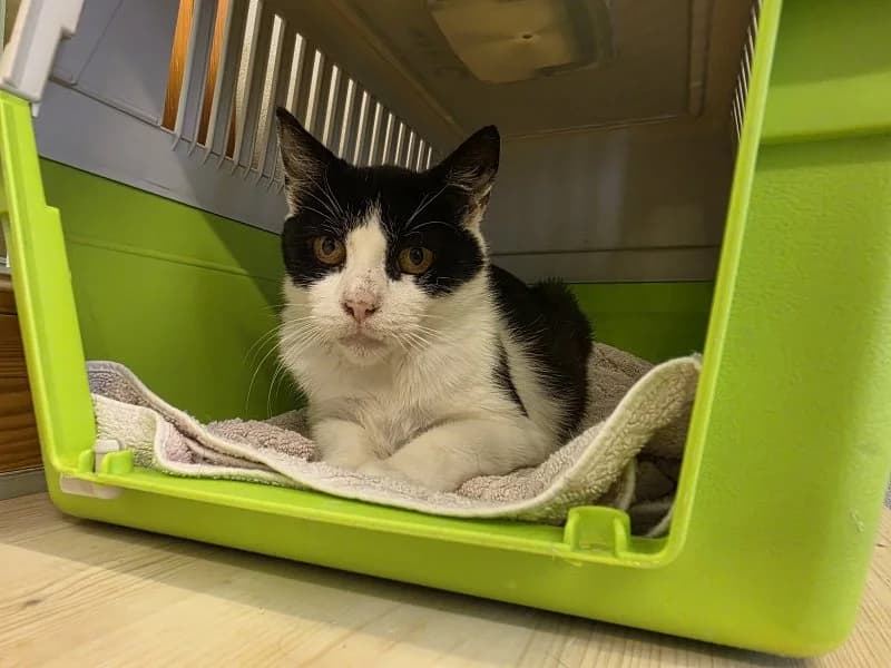 Edda, female 4yo Mixed Breed Cat for adoption at Tierheim Leipzig, Leipzig