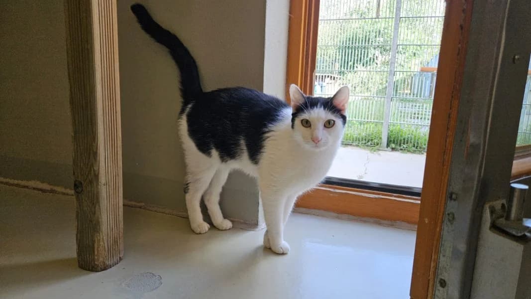 Egon, male 3yo Mixed Breed Cat for adoption at Tierheim Leipzig, Leipzig
