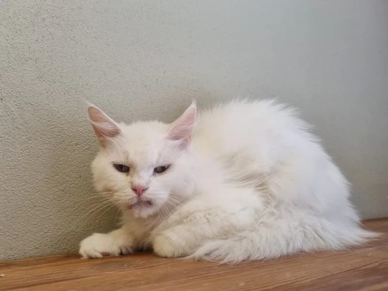 Eira, female senior Norwegian Forest Cat for adoption at Tierheim Leipzig, Leipzig
