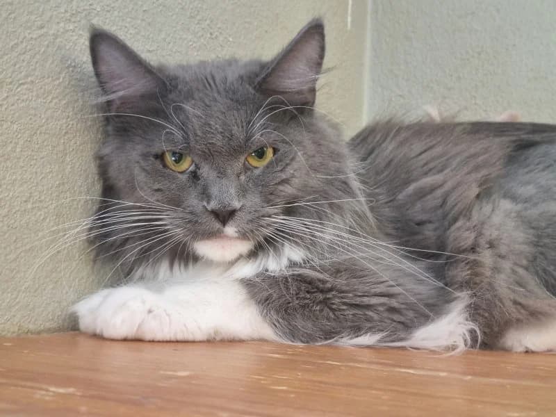 Solveig, female 3yo Norwegian Forest Cat for adoption at Tierheim Leipzig, Leipzig