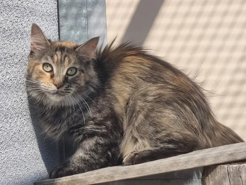 Lykke, female young Norwegian Forest Cat for adoption at Tierheim Leipzig, Leipzig