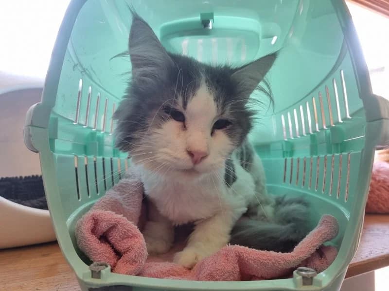 Arvid, male 3yo Norwegian Forest Cat for adoption at Tierheim Leipzig, Leipzig
