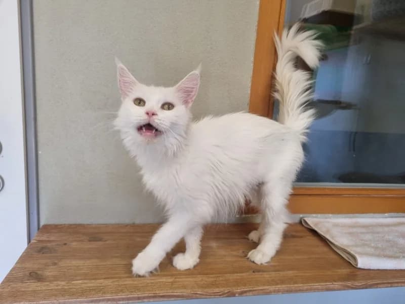 Dagna, female senior Norwegian Forest Cat for adoption at Tierheim Leipzig, Leipzig