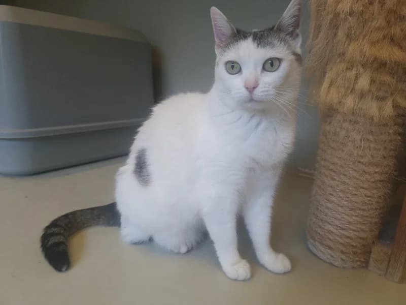 Beatrix, female 3yo Mixed Breed Cat for adoption at Tierheim Leipzig, Leipzig