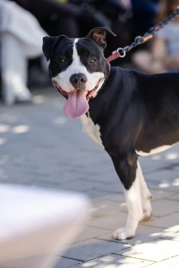 Weilheim-Schongau, male young Staffordshire Bull Terrier for adoption at Tierheim Leipzig, Leipzig