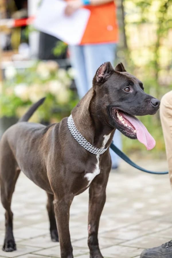 Weilheim-Schongau, male 6yo American Staffordshire Terrier for adoption at Tierheim Leipzig, Leipzig