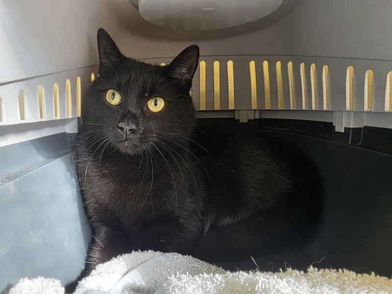 Pril, male 3yo Mixed Breed Cat for adoption at Tierheim Leipzig, Leipzig