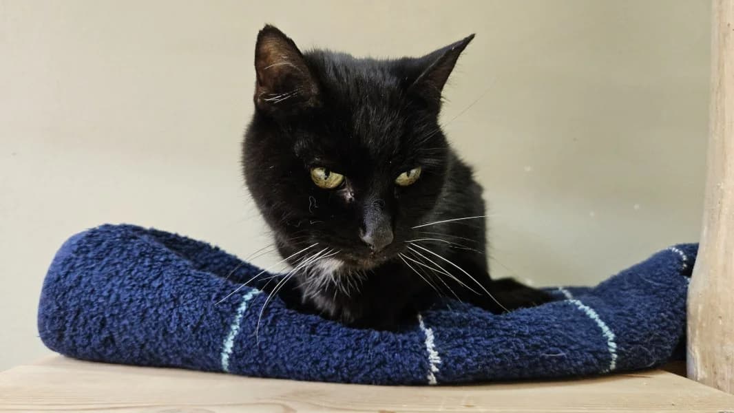 Oma Ursel, female senior Mixed Breed Cat for adoption at Tierheim Leipzig, Leipzig