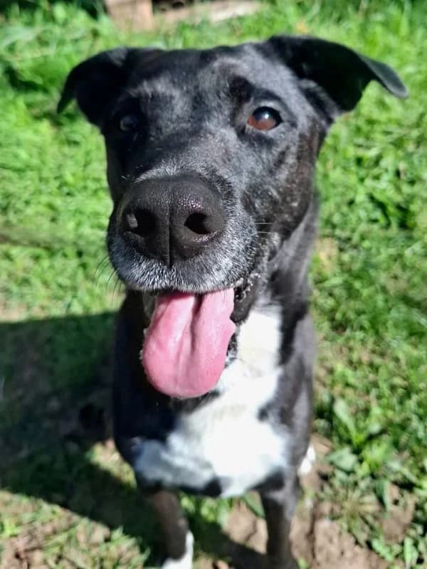 Domino, male Mixed Breed for adoption at Tierheim Leipzig, Leipzig