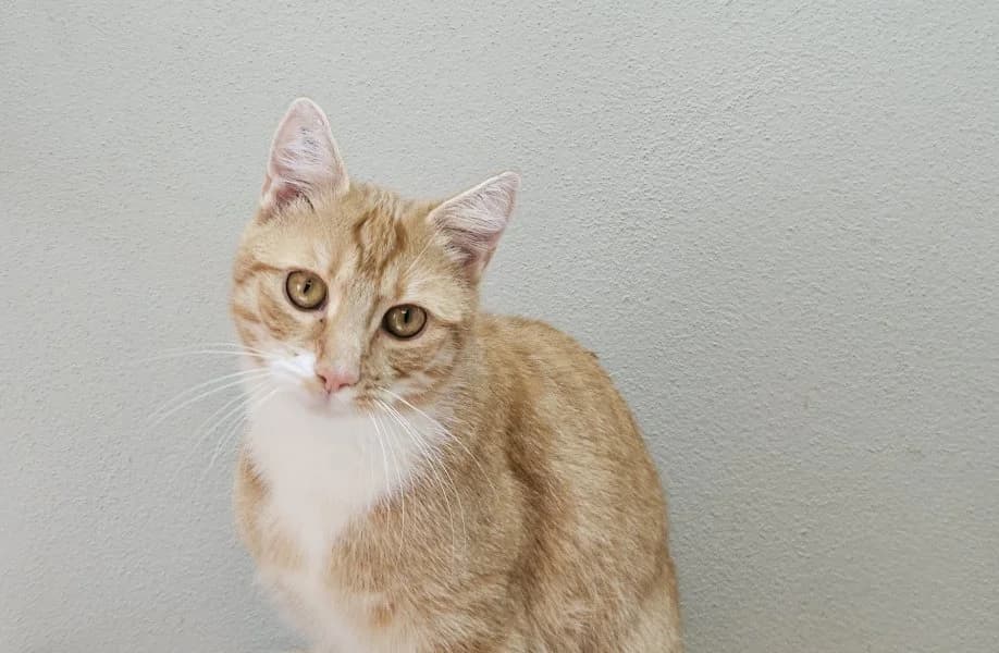 Nepomuk, male young Mixed Breed Cat for adoption at Tierheim Leipzig, Leipzig