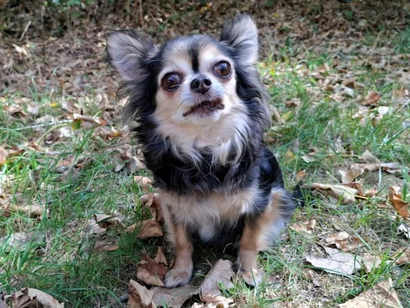 Rosi, female senior Chihuahua for adoption at Tierheim Leipzig, Leipzig