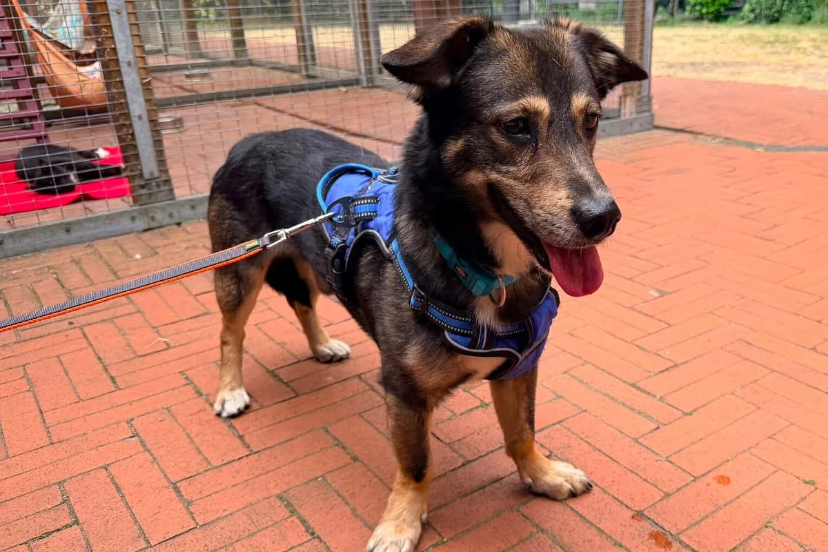 Barry, male 3yo Mixed Breed for adoption at Tierheim Tecklenburger Land, Lengerich