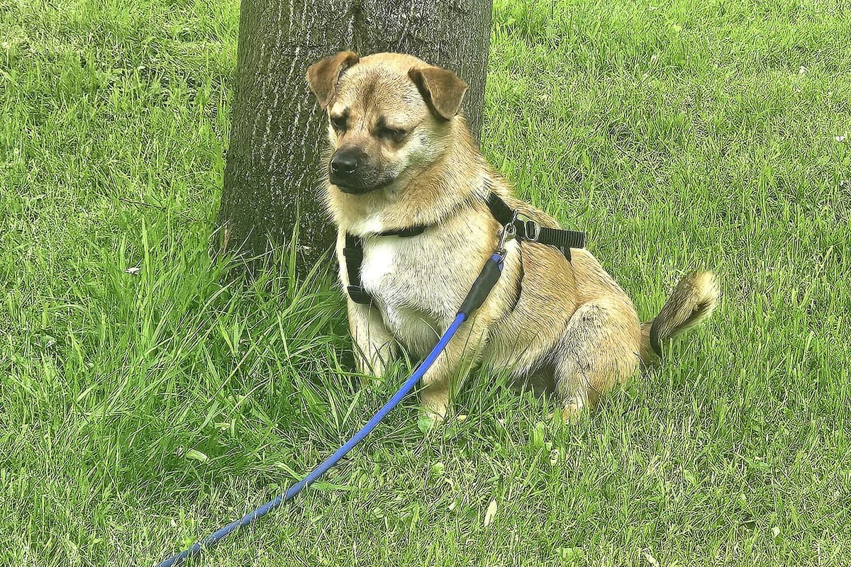 Caspar, male young Mixed Breed for adoption at Tierheim Tecklenburger Land, Lengerich