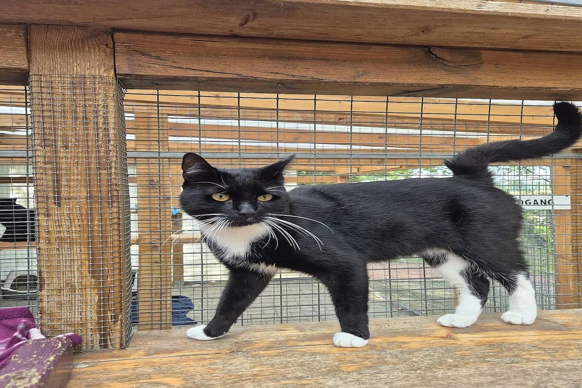 Josh, male mixed breed for adoption at Tierheim Tecklenburger Land, Lengerich