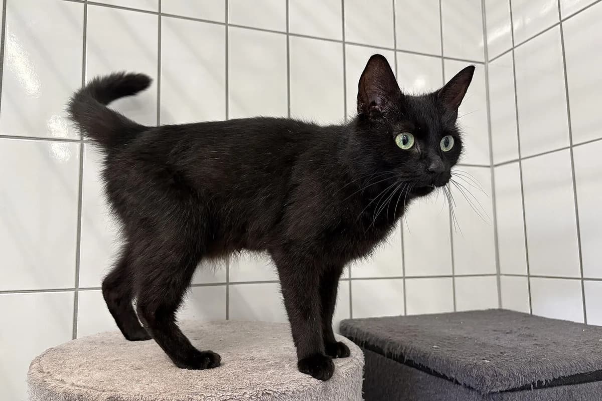 Kora, female young mixed breed for adoption at Tierheim Tecklenburger Land, Lengerich