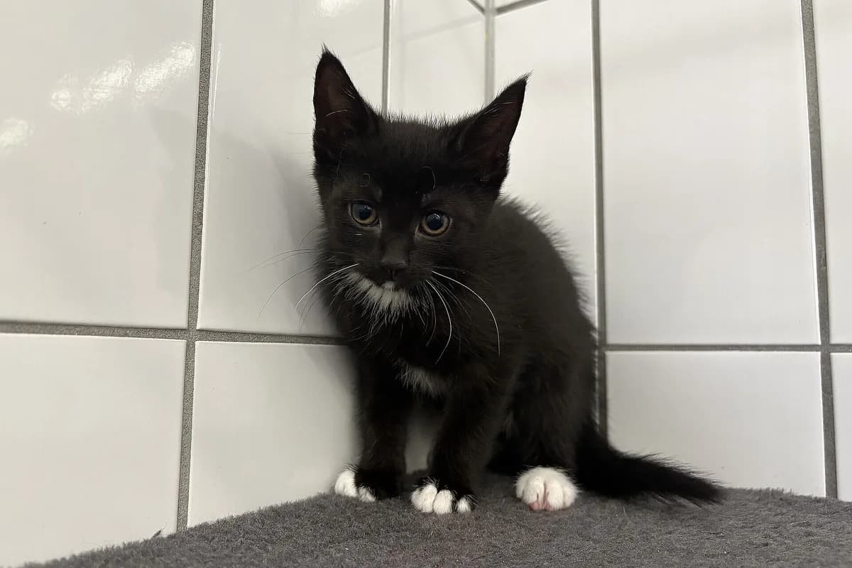 Kyra, female mixed breed for adoption at Tierheim Tecklenburger Land, Lengerich