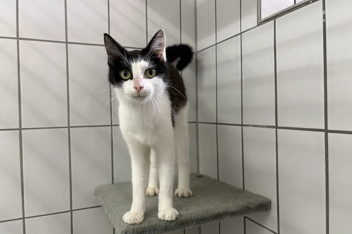 Maddy, female mixed breed for adoption at Tierheim Tecklenburger Land, Lengerich