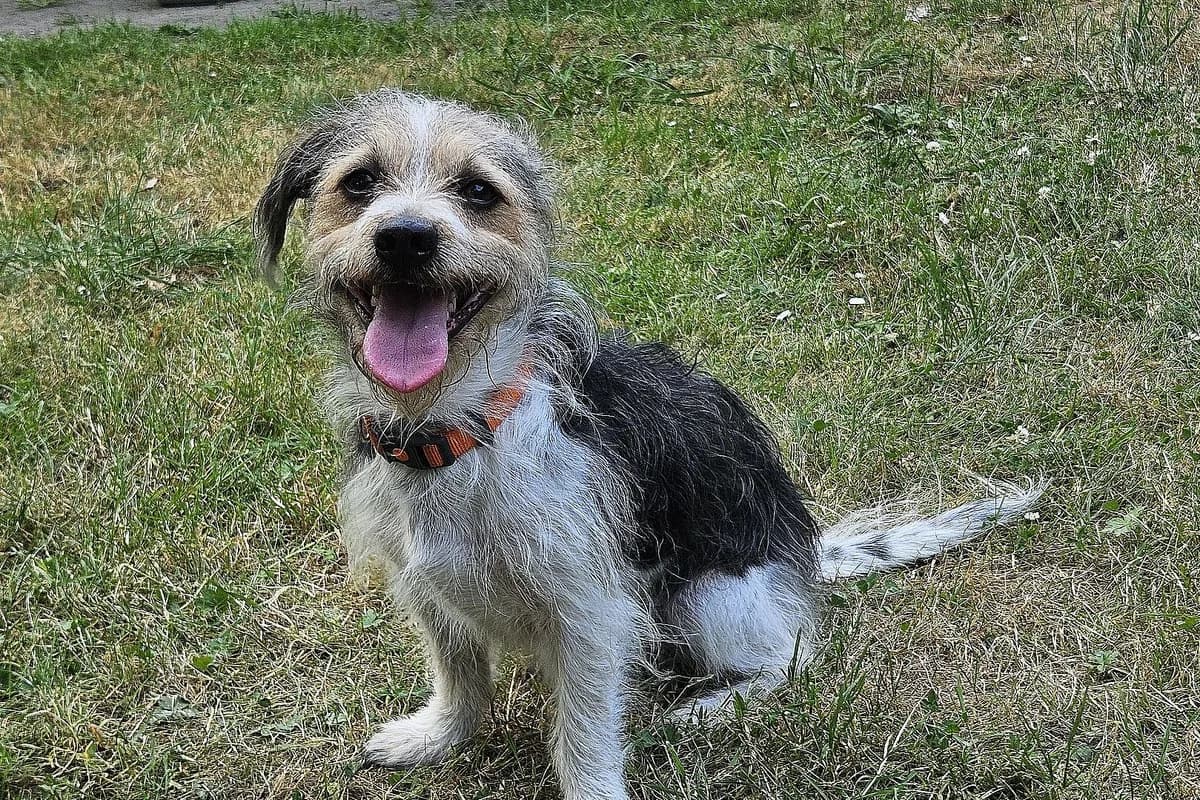 Moritz, male 3yo Jack Russell Terrier for adoption at Tierheim Tecklenburger Land, Lengerich