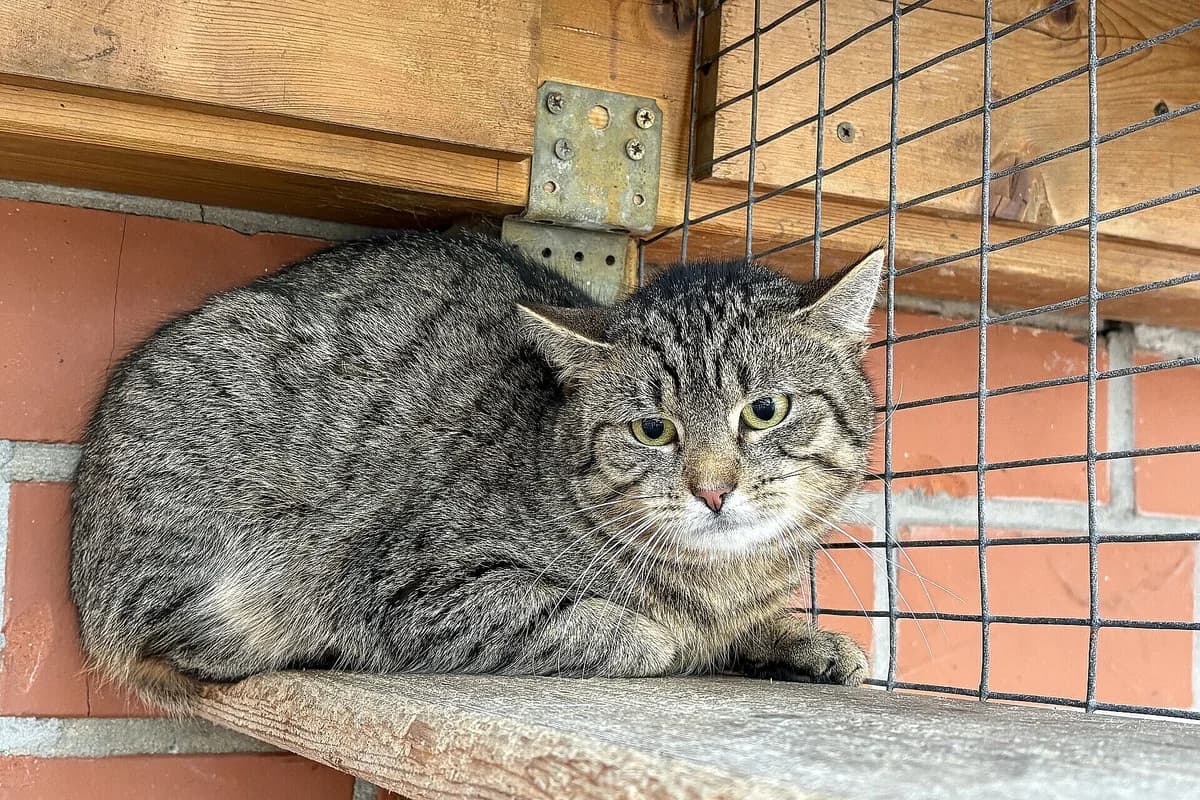 Nitro, male 3yo mixed breed for adoption at Tierheim Tecklenburger Land, Lengerich
