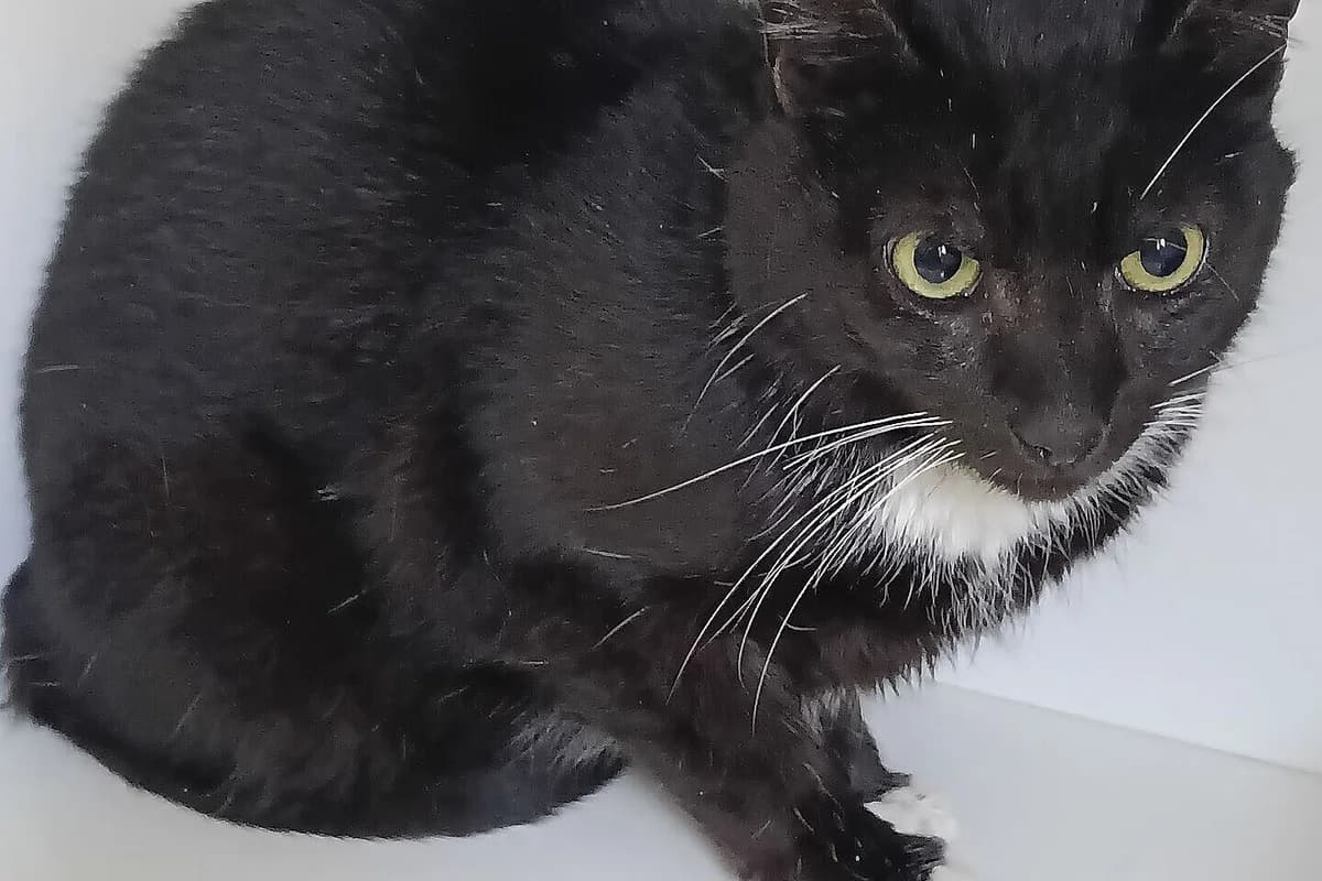 Patrick, male 3yo mixed breed for adoption at Tierheim Tecklenburger Land, Lengerich
