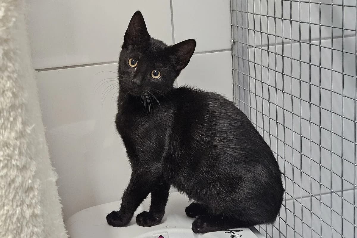 Quest, male puppy mixed breed for adoption at Tierheim Tecklenburger Land, Lengerich