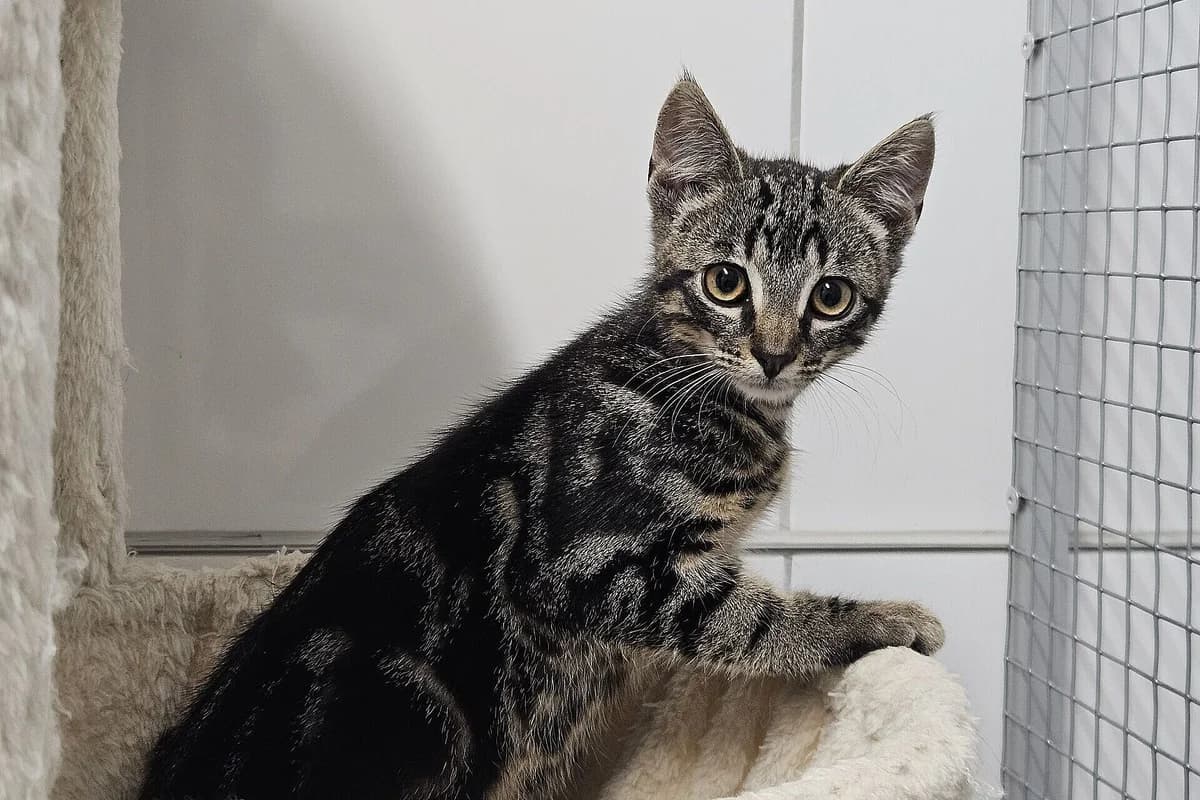 Quintus, male puppy mixed breed for adoption at Tierheim Tecklenburger Land, Lengerich