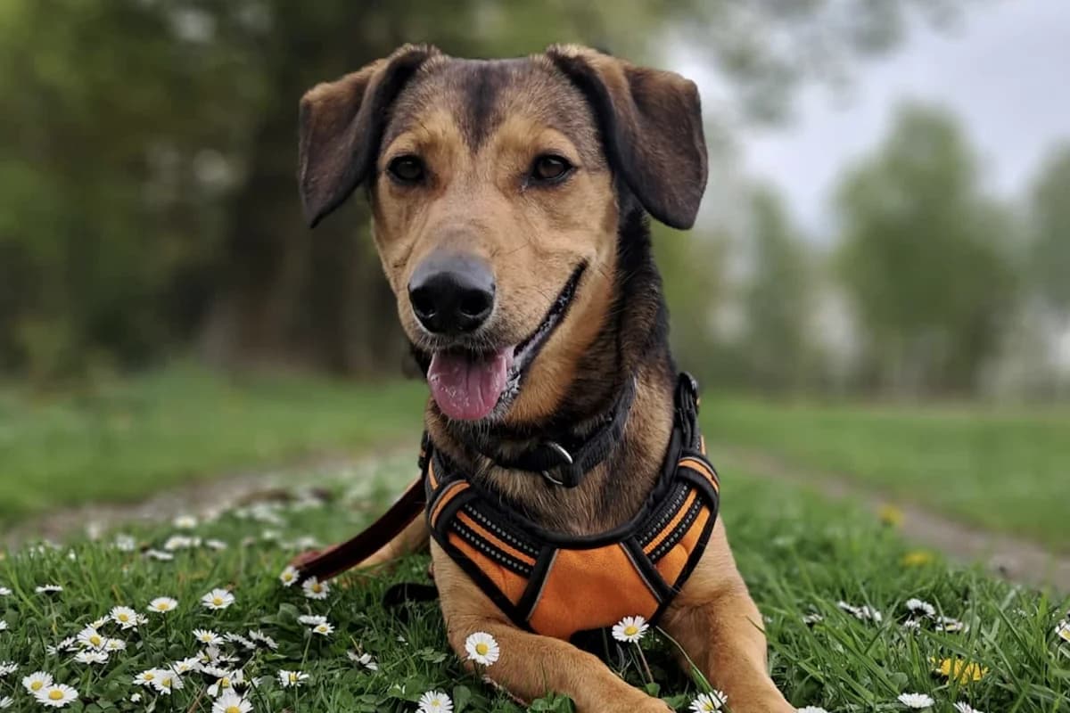 Rusty, male 4yo Dachshund for adoption at Tierheim Tecklenburger Land, Lengerich