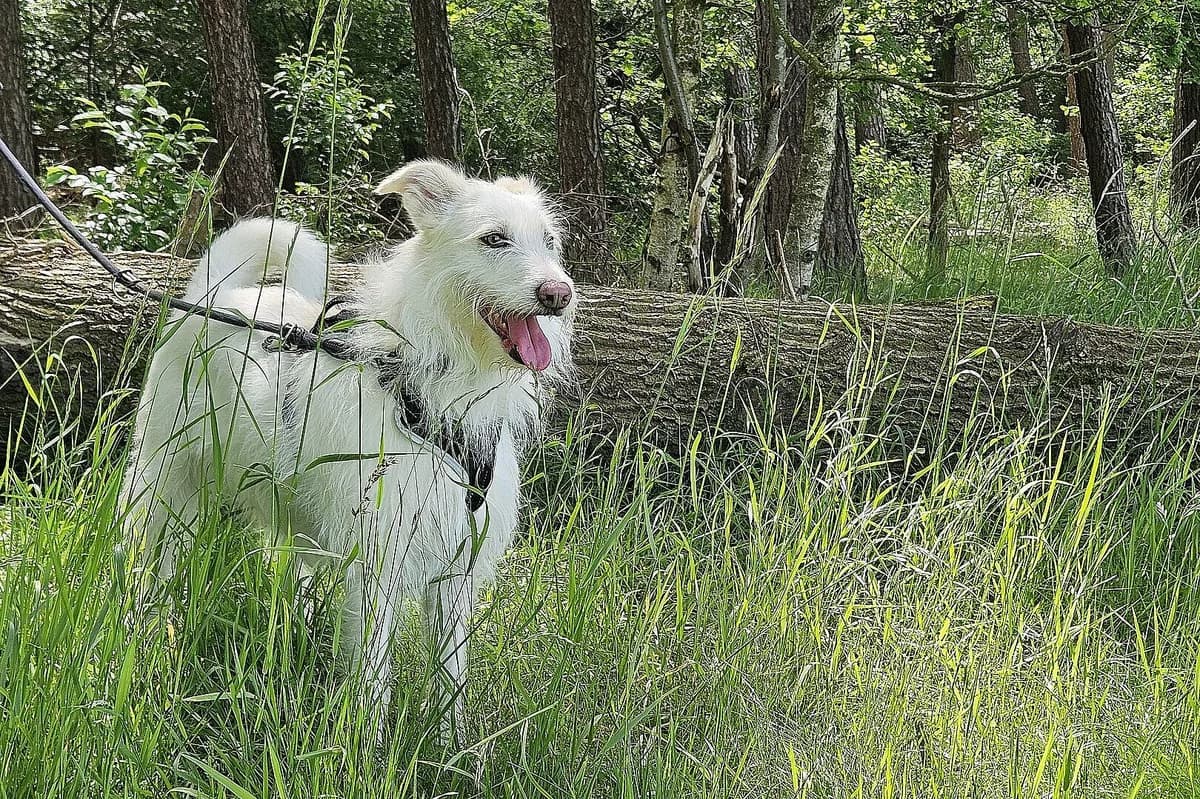 Snow, Mixed Breed (Tierheim Tecklenburger Land)