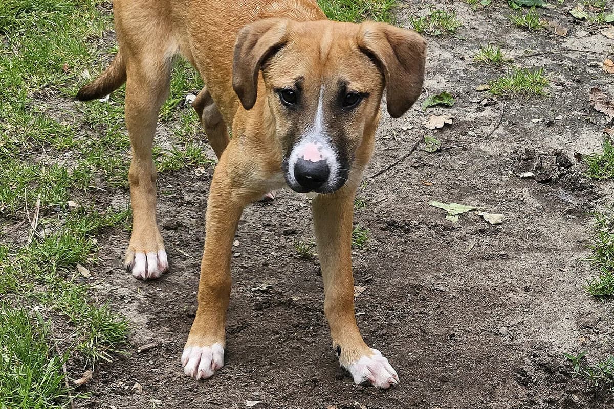 Toyka, female puppy Mixed Breed for adoption at Tierheim Tecklenburger Land, Lengerich