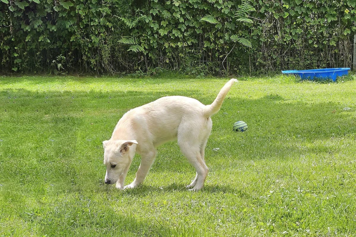 Tweety, male puppy Mixed Breed for adoption at Tierheim Tecklenburger Land, Lengerich
